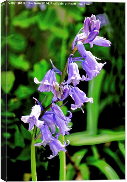 Bluebells in the wild Canvas Print by Frank Irwin