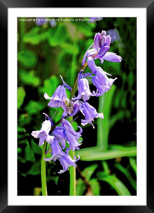 Bluebells in the wild Framed Mounted Print by Frank Irwin