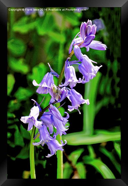 Bluebells in the wild Framed Print by Frank Irwin