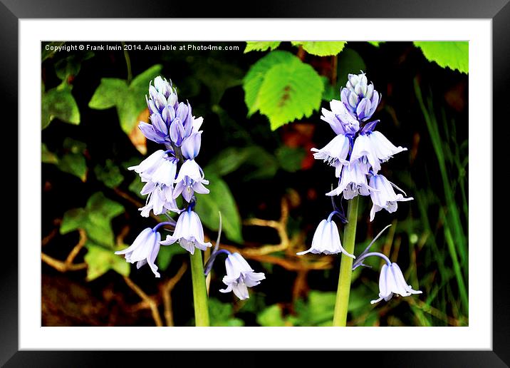 Bluebells in the wild Framed Mounted Print by Frank Irwin