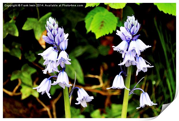 Bluebells in the wild Print by Frank Irwin