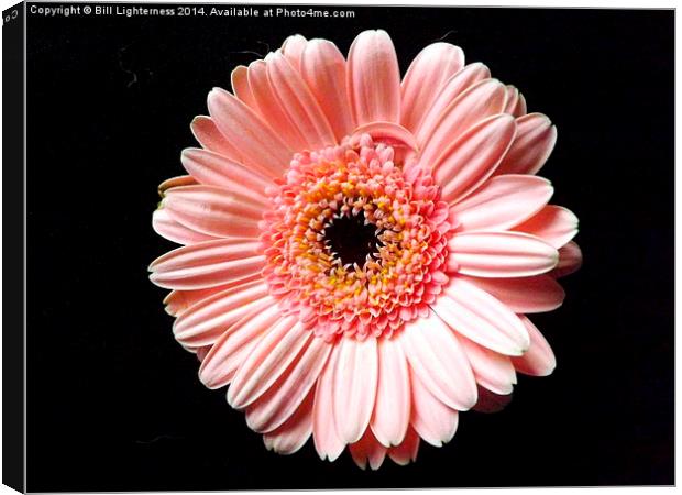 Beautiful Pink Chrysanthemum Canvas Print by Bill Lighterness
