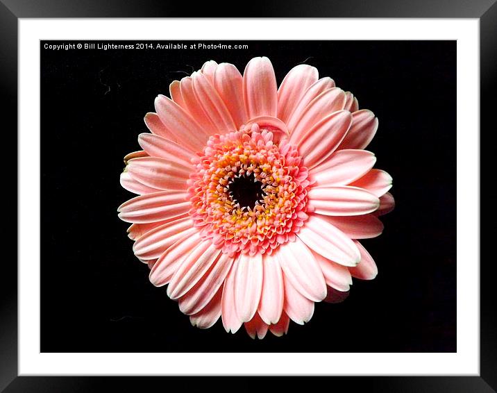 Beautiful Pink Chrysanthemum Framed Mounted Print by Bill Lighterness