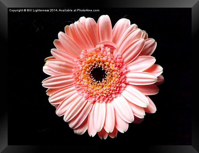 Beautiful Pink Chrysanthemum Framed Print by Bill Lighterness