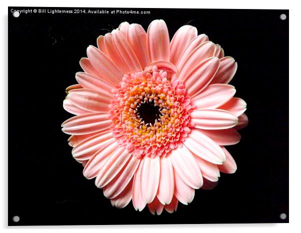 Beautiful Pink Chrysanthemum Acrylic by Bill Lighterness