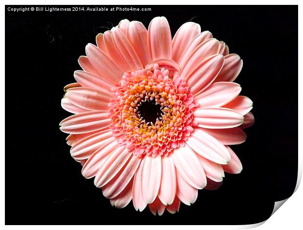 Beautiful Pink Chrysanthemum Print by Bill Lighterness