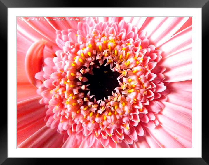 Chrysanthemum up close Framed Mounted Print by Bill Lighterness