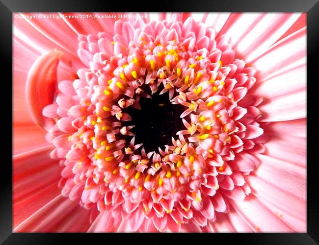 Chrysanthemum up close Framed Print by Bill Lighterness