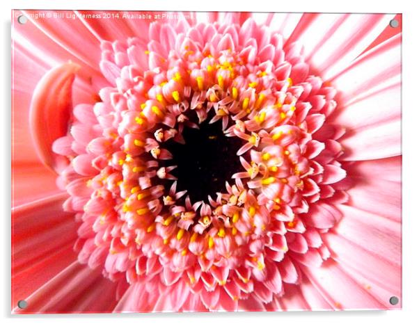 Chrysanthemum up close Acrylic by Bill Lighterness