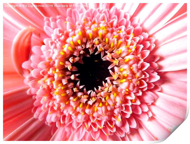 Chrysanthemum up close Print by Bill Lighterness