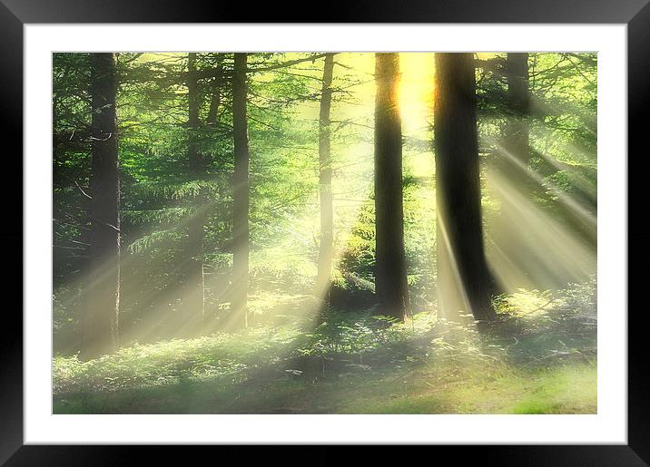 Woodland rays Framed Mounted Print by Robert Fielding