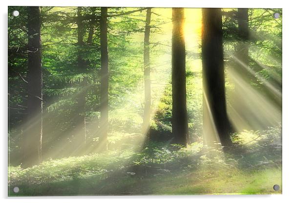 Woodland rays Acrylic by Robert Fielding