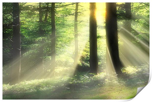 Woodland rays Print by Robert Fielding