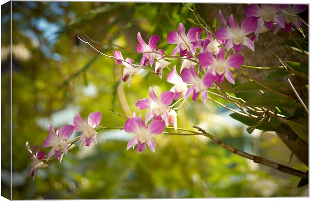 Purple and white Orchid Canvas Print by richard pereira