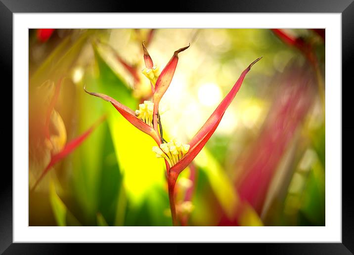 Tropical flower Bird of Paradise Framed Mounted Print by richard pereira