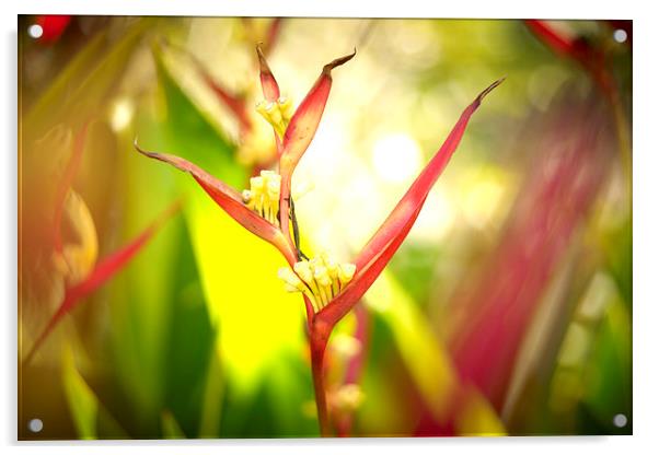 Tropical flower Bird of Paradise Acrylic by richard pereira