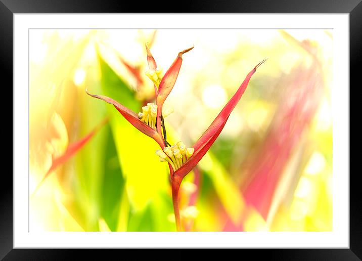 Tropical flower Bird of Paradise Framed Mounted Print by richard pereira