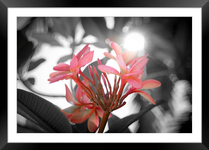 Pink tropical flower Framed Mounted Print by richard pereira