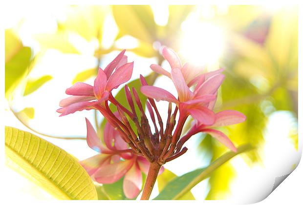 Pink tropical flower Print by richard pereira