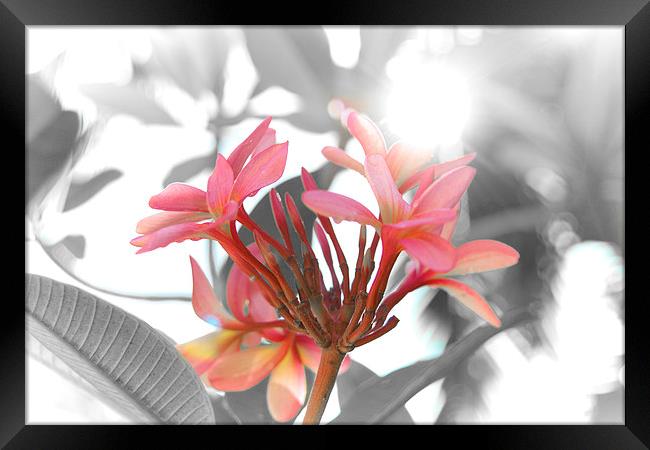 Pink tropical flower Framed Print by richard pereira