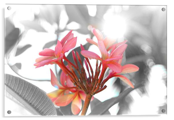 Pink tropical flower Acrylic by richard pereira