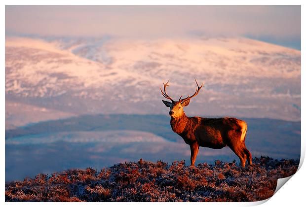 Red deer stag Print by Macrae Images