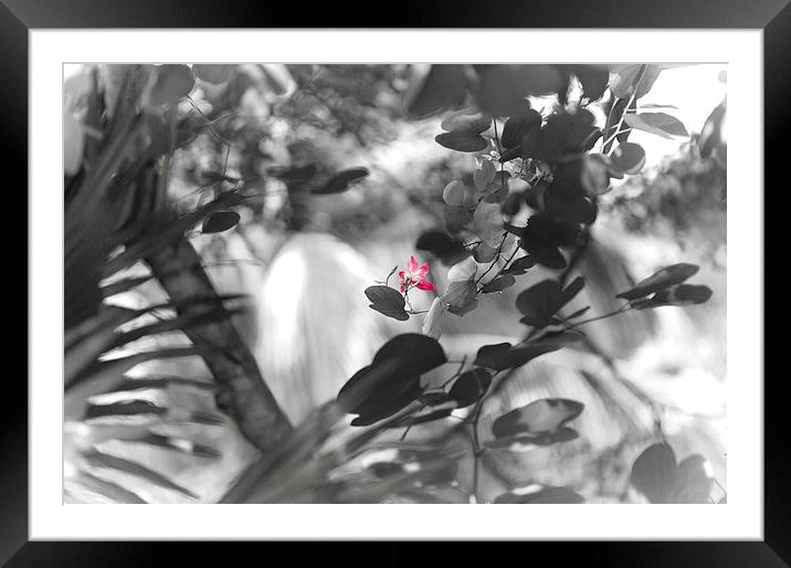 Pink tropical flower Framed Mounted Print by richard pereira