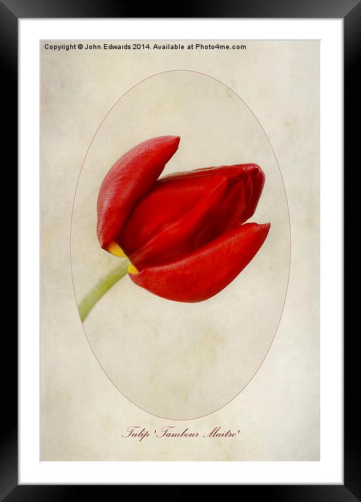 Tulip Tambour Maitre Framed Mounted Print by John Edwards