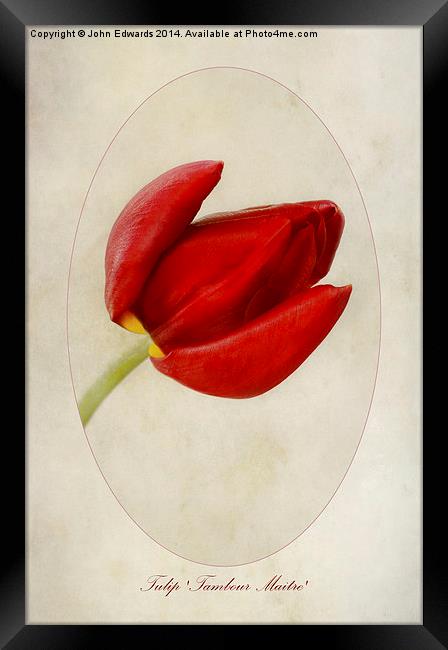 Tulip Tambour Maitre Framed Print by John Edwards