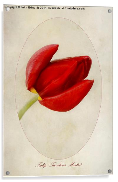 Tulip Tambour Maitre Acrylic by John Edwards