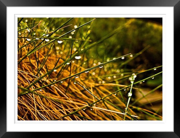 Grass tears  Framed Mounted Print by Flavia Ferreira