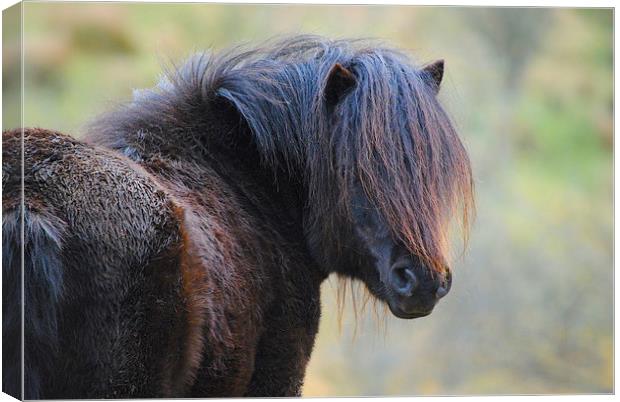 Pony Canvas Print by Kim McDonell