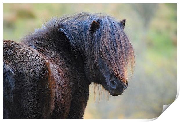 Pony Print by Kim McDonell