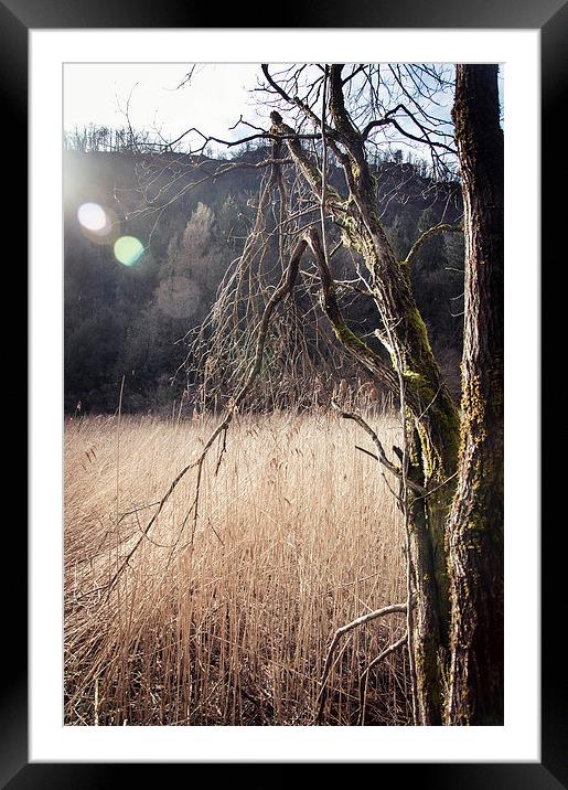 A tree in a swamp Framed Mounted Print by Chiara Cattaruzzi