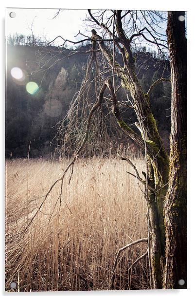 A tree in a swamp Acrylic by Chiara Cattaruzzi