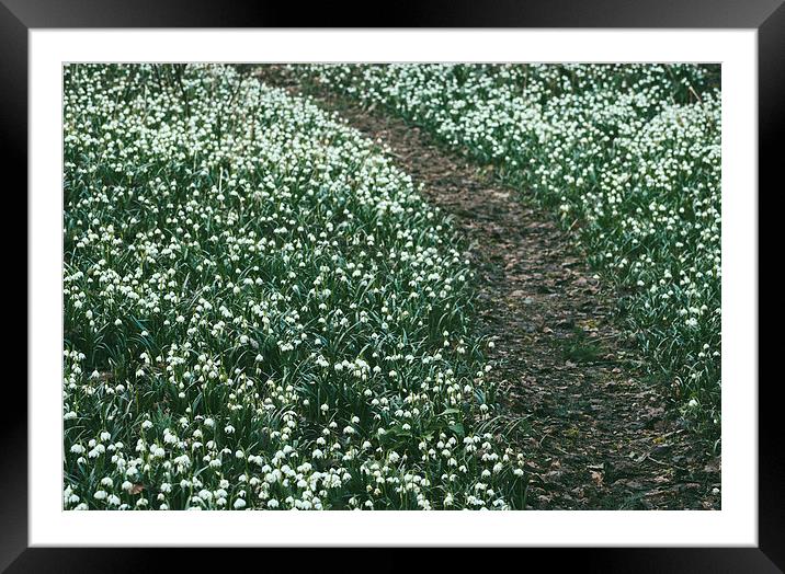 Path through wild Snowdrops. Norfolk, UK. Framed Mounted Print by Liam Grant