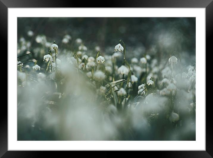 Wild Snowdrops. Norfolk, UK. Framed Mounted Print by Liam Grant