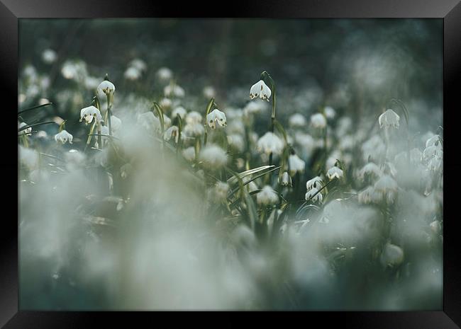 Wild Snowdrops. Norfolk, UK. Framed Print by Liam Grant