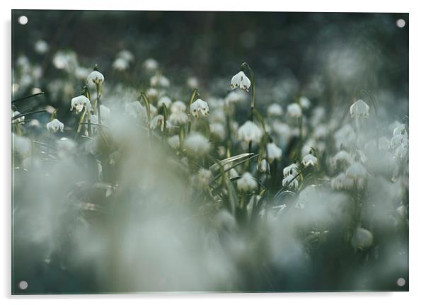 Wild Snowdrops. Norfolk, UK. Acrylic by Liam Grant