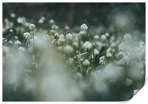 Wild Snowdrops. Norfolk, UK. Print by Liam Grant