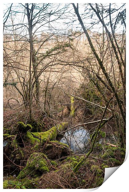 A swamp in the mountains Print by Chiara Cattaruzzi