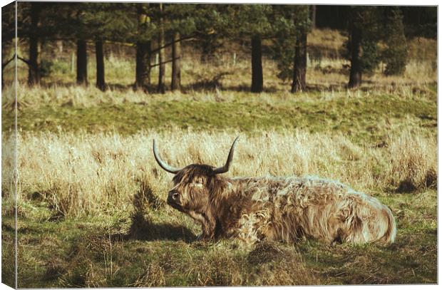Highland cow laying in a field. Norfolk, UK. Canvas Print by Liam Grant