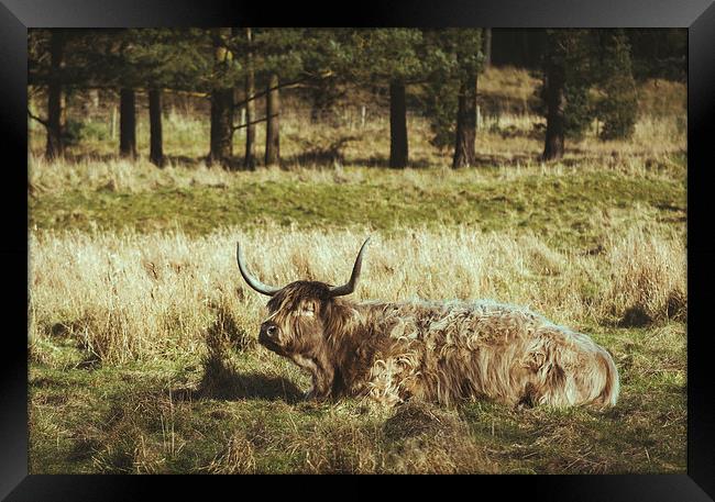 Highland cow laying in a field. Norfolk, UK. Framed Print by Liam Grant