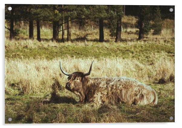 Highland cow laying in a field. Norfolk, UK. Acrylic by Liam Grant