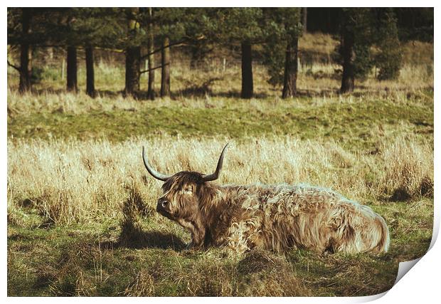 Highland cow laying in a field. Norfolk, UK. Print by Liam Grant