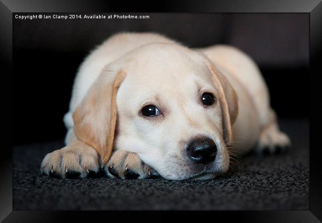 Puppy eyes Framed Print by Ian Clamp
