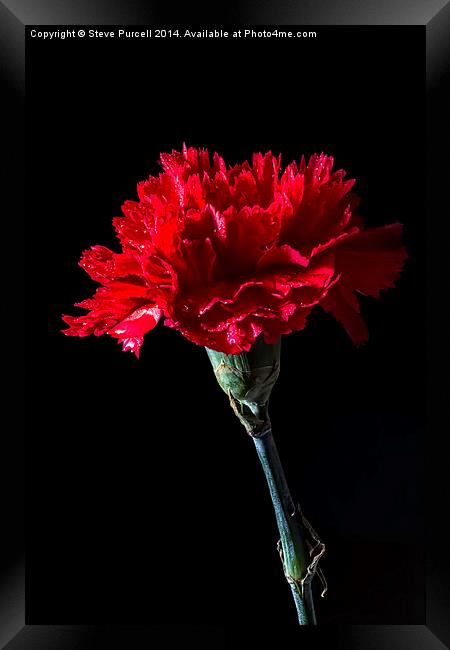Red Carnation Framed Print by Steven Purcell