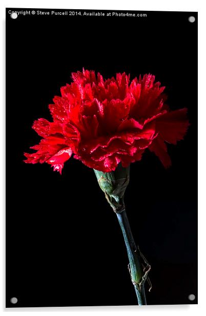 Red Carnation Acrylic by Steven Purcell