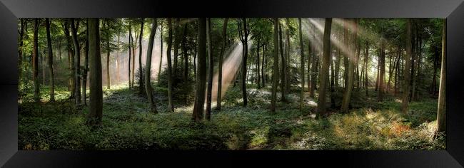 Panoramic Summer Woods Framed Print by Ceri Jones