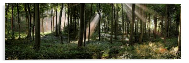 Panoramic Summer Woods Acrylic by Ceri Jones